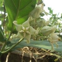 Calotropis gigantea (L.) W.T.Aiton